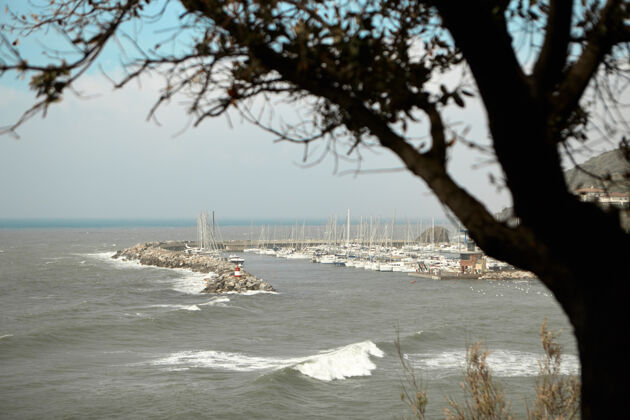帆船游艇俱乐部和码头景观 前景是一棵树海岸游艇海洋