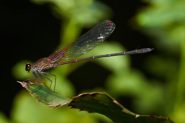 自然背景模糊的绿色植物上蜻蜓的微距镜头动物龙关闭