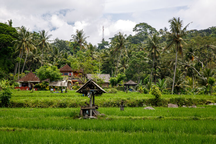 巴厘岛亚洲美丽的丛林和稻田绿色理念房子透视树叶