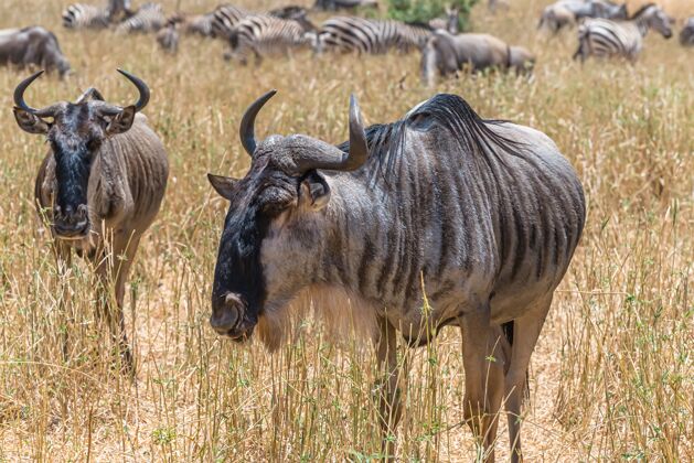 哺乳动物在长满草的平原上拍摄非洲牛羚的美丽照片公园干旱土地