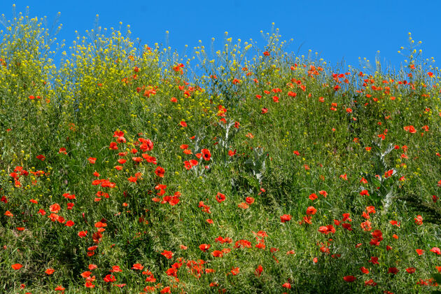 景观在一个阳光明媚的夏日 青山上长满了青草 蓝天下云朵里盛开着红色的罂粟花土地乡村季节