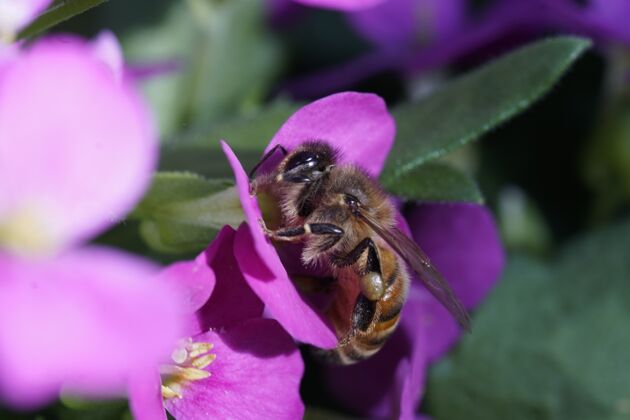 花蜜蜜蜂坐在花上的特写镜头自然野生关闭