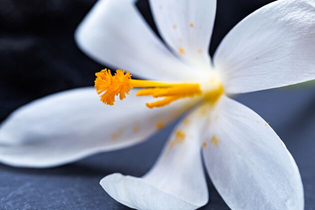 开花一个美丽的白色藏红花特写镜头花花瓣季节