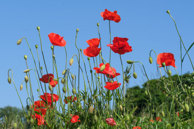 乡村在阳光明媚的夏日特写镜头中 红色罂粟花在蓝天下美丽绽放乡村花瓣叶