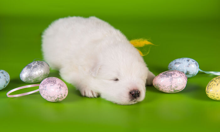 白色白色小萨摩耶小狗与复活节彩蛋绿色背景健康有趣微笑