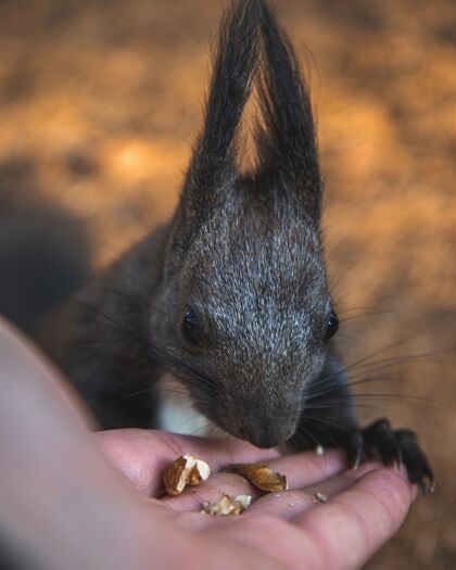 哺乳动物一个人给一只可爱的穗耳松鼠食物的选择性聚焦镜头松鼠给吃