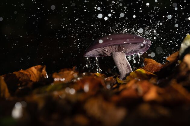 食物秋叶环绕的倾盆大雨下野生蘑菇特写野生真菌季节