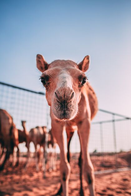 景观沙漠笼子里一只好奇的骆驼的垂直镜头动物山太阳