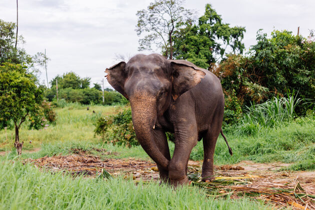户外美丽的泰国亚洲象的肖像矗立在绿色的田野上 大象长着修剪过的象牙丛林绿色树