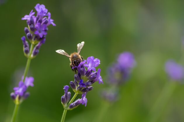 新鲜一只蜜蜂坐在紫色英国薰衣草上的特写镜头花卉普罗旺斯苍蝇